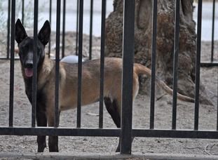 Ming des Ombres Valeureux | Belgian Malinois 