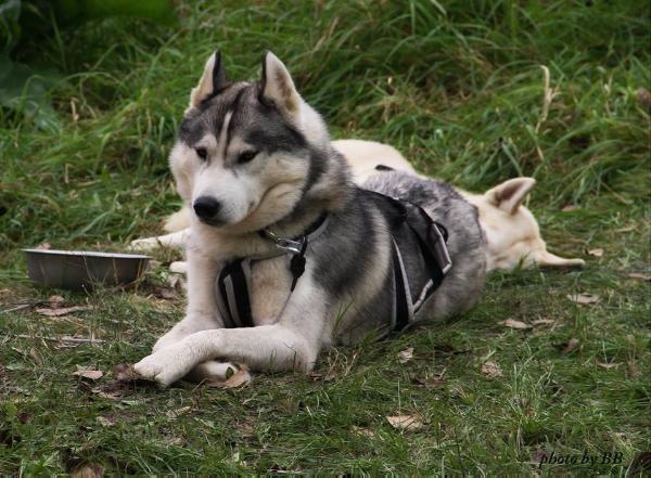 Floy | Siberian Husky 