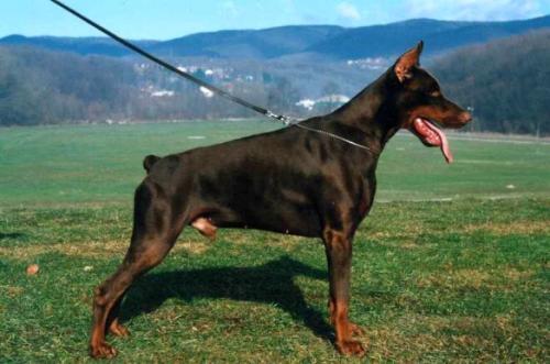 Bakho Royal Bell | Brown Doberman Pinscher