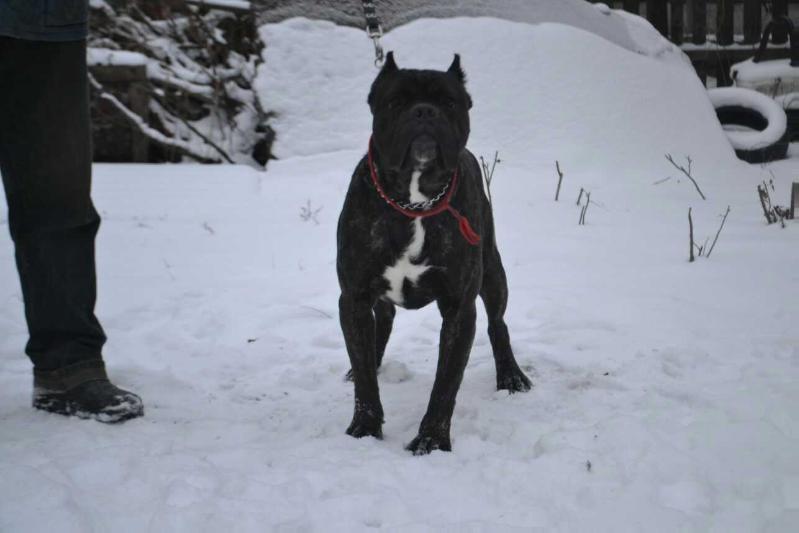 KLINTERI DE PERSEUS | Cane Corso 