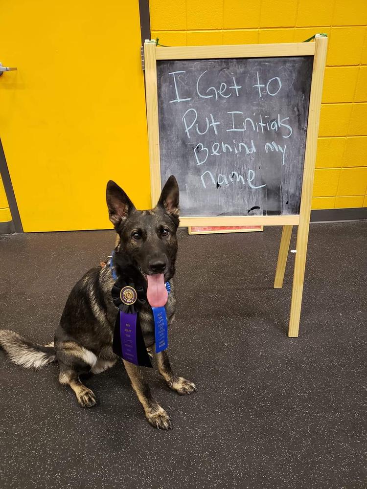 Gustavus Vom Rommelhaus | German Shepherd Dog 