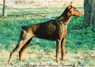 Ginger v. Hause Brandel | Brown Doberman Pinscher