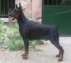 Hera Eyes of Darkness | Black Doberman Pinscher