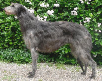 Fritzens Molly the Mop | Scottish Deerhound 