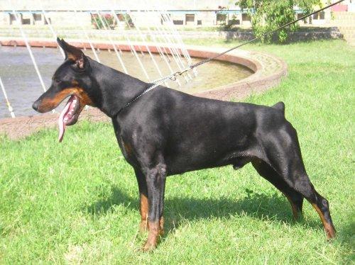 Focus Icarus | Black Doberman Pinscher