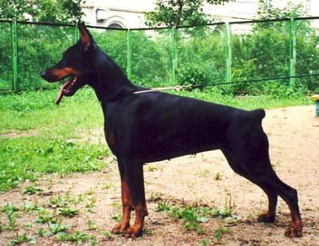 Modus Ost Gottin Gera | Black Doberman Pinscher