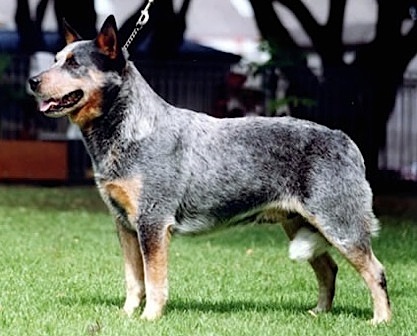 Turrella Blue Pirate | Australian Cattle Dog 