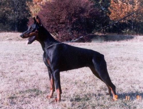 Quirina v. Norden Stamm | Black Doberman Pinscher