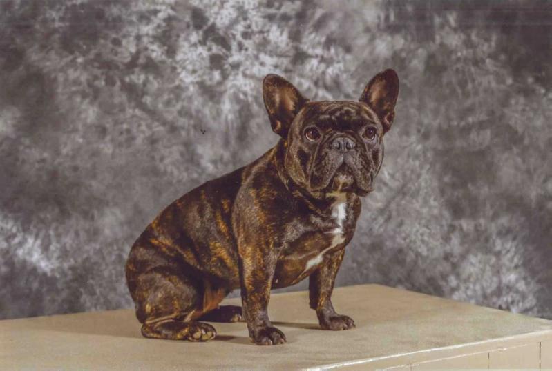 Valley's Born To Be Shocking | French Bulldog 