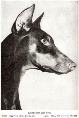 Eddelburry Red Ruse | Brown Doberman Pinscher