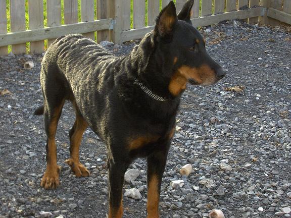 Rubis De La Cite Des Grands Feux | Beauceron 