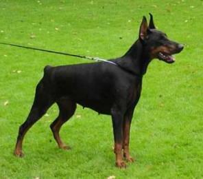 Graphic Line Femida | Black Doberman Pinscher