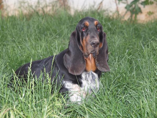 Bruja de la casa de la atalaya | Basset Hound 