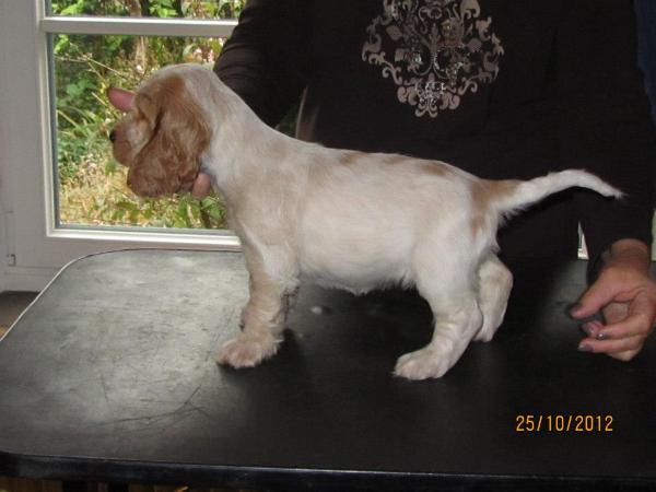 Liljenthal's Lady MG | English Cocker Spaniel 