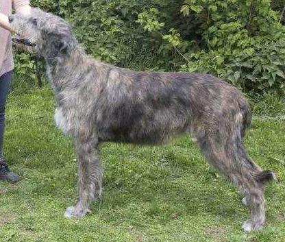 Foresight Inca | Irish Wolfhound 