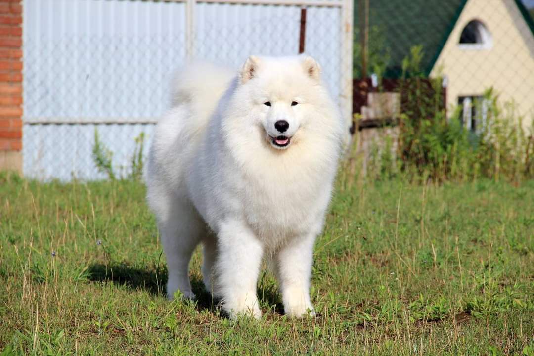 Dorian Spring Zelus Winter Spirit | Samoyed 