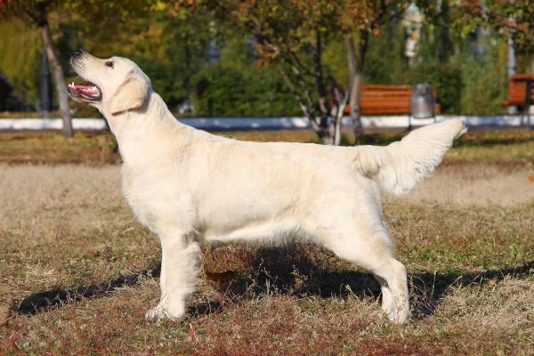 Salandatterra Bright Star of Lady Luck | Golden Retriever 