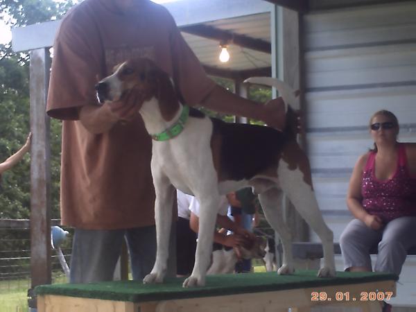 24 Karat Frostie | Treeing Walker Coonhound 