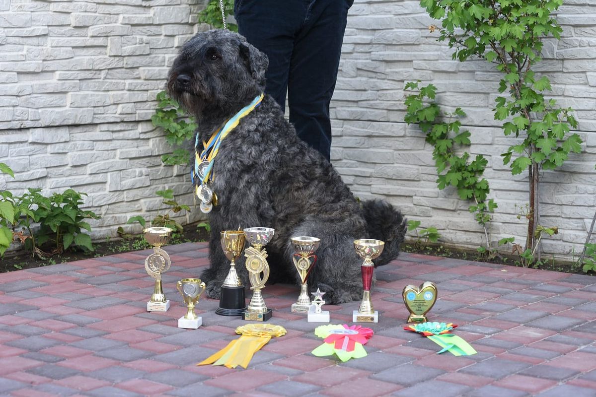 BOUVIER FROM KITSIS HOUSE CINDERELLA | Bouvier des Flandres 