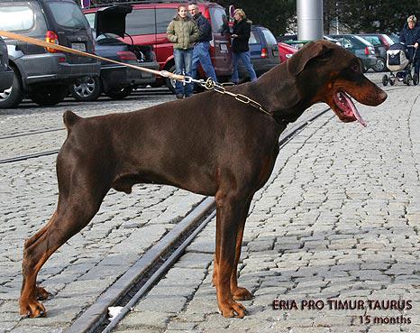 Eria Pro Timur Taurus | Brown Doberman Pinscher