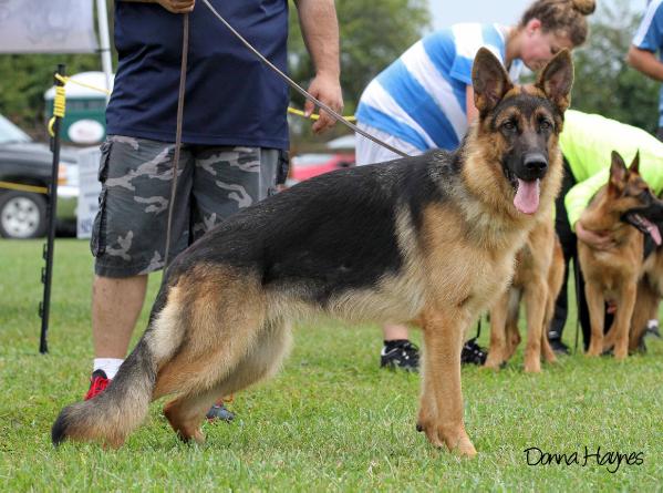 Ilea Haus Juris | German Shepherd Dog 