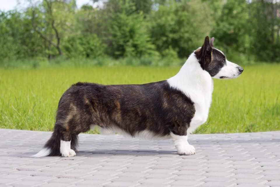 Corgi na Volge Urban Tango | Cardigan Welsh Corgi 