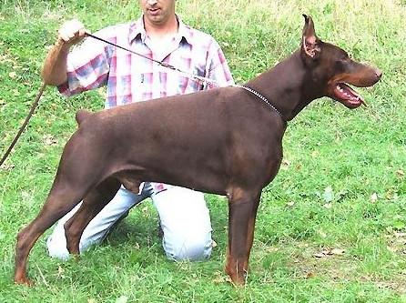 Omar Pasa de Gagnant | Brown Doberman Pinscher