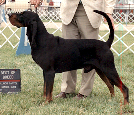 Vikingsholm Clarence | Black and Tan Coonhound 