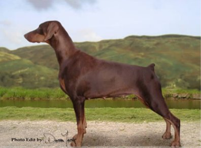 Keyalas Wot a Thriller | Brown Doberman Pinscher