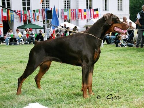 Keyalas Wot a Dream | Brown Doberman Pinscher