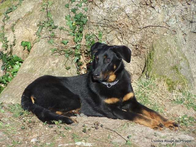 Douroc des bergers du Vent | Beauceron 