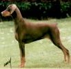 Keyalas Kandy Kracker | Brown Doberman Pinscher