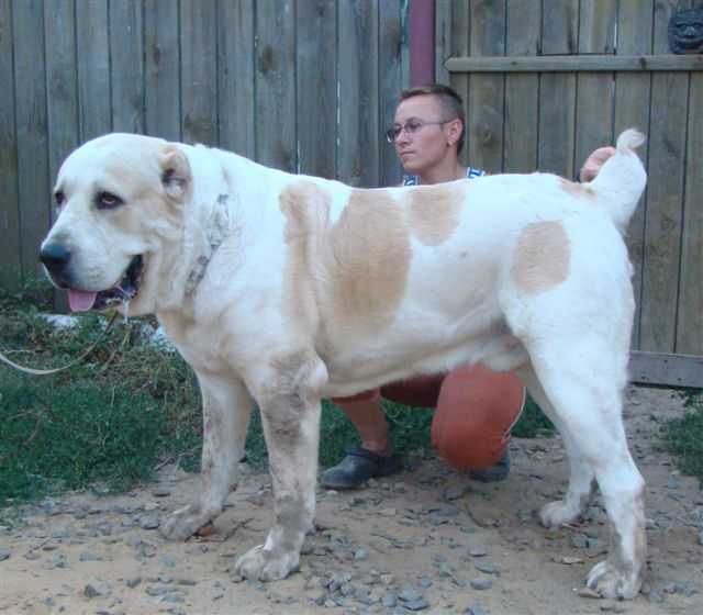 sary shaitan pamir nik | Central Asian Shepherd Dog 