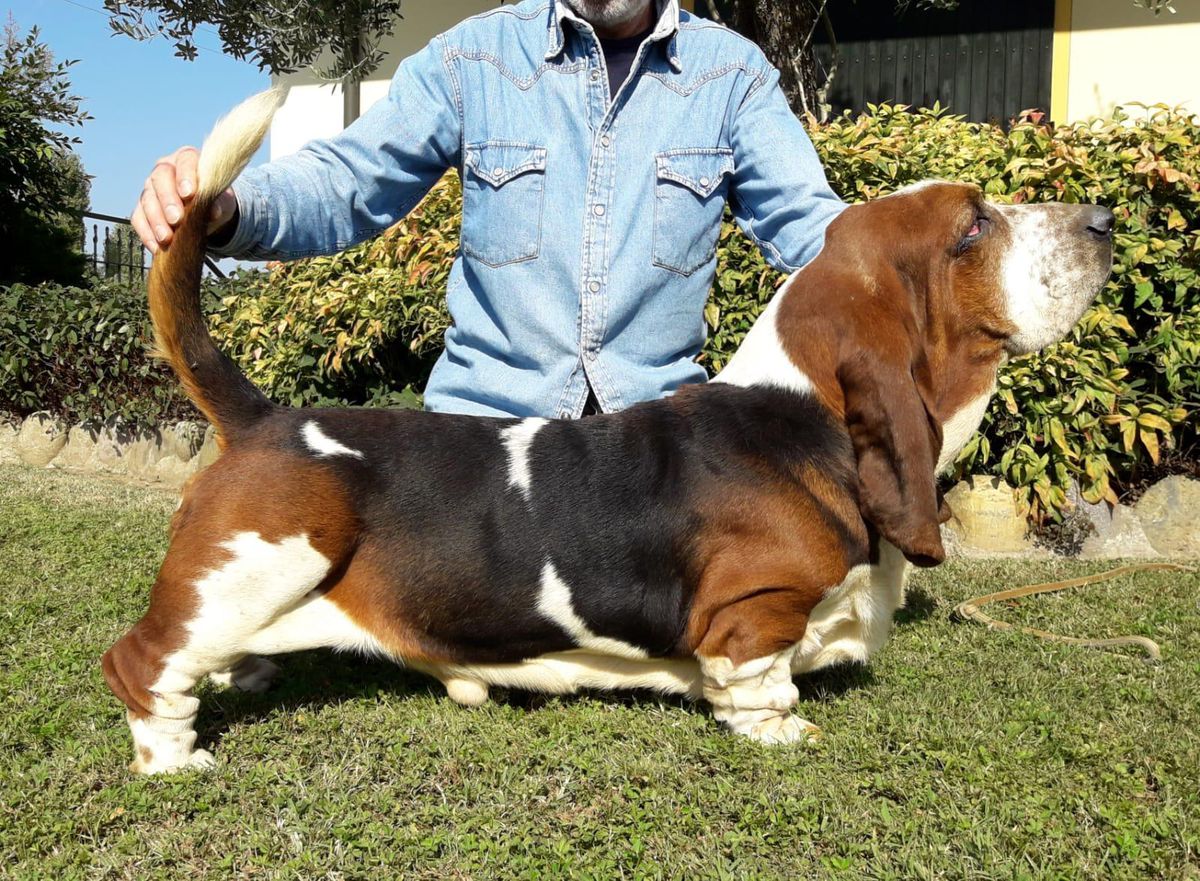 Numitor avaleur du sabre | Basset Hound 