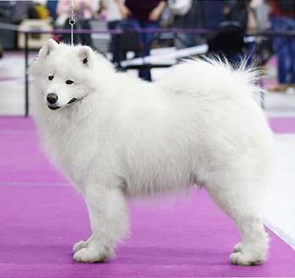 Beloe Chudo Korolevskiy Dar Zimyi | Samoyed 