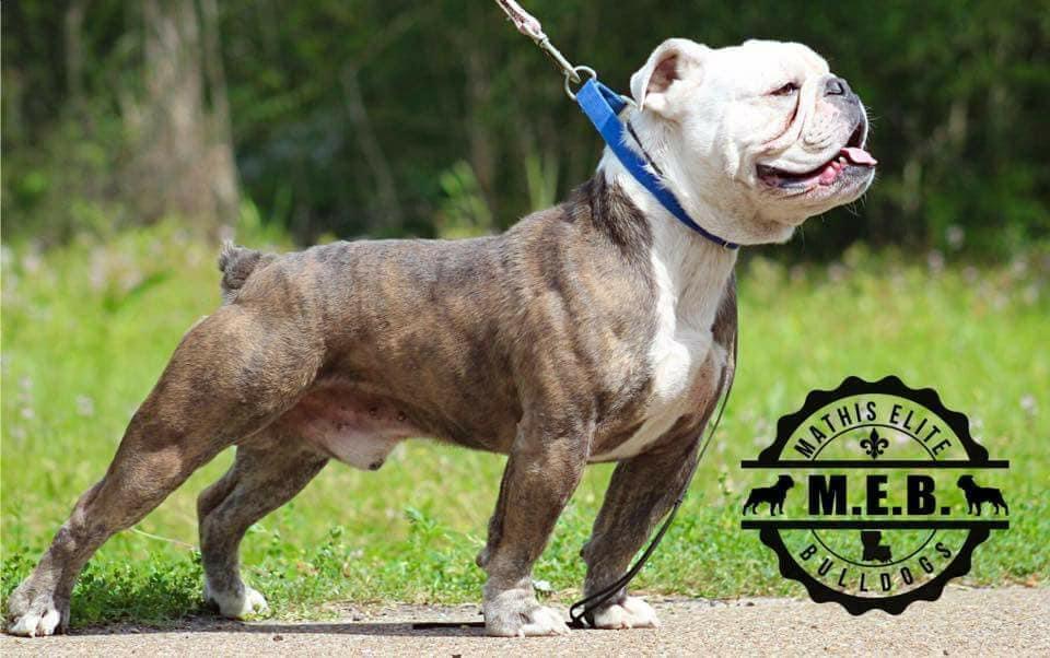 Blue Sky’s Big Mack | Olde English Bulldogge 