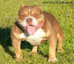 BLACKTOPBULLYZ/KASH'S TRI-FI | American Pit Bull Terrier 