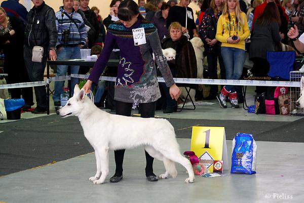 FIELISS Zimushka Zima | White Swiss Shepherd Dog 