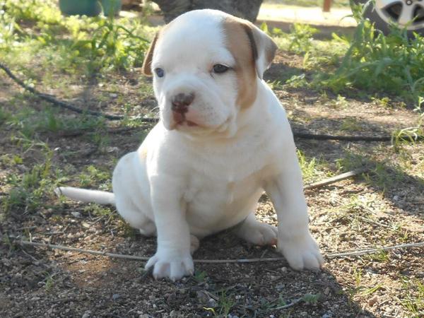 Axtell's Vixen of Cobblestone | American Bulldog 