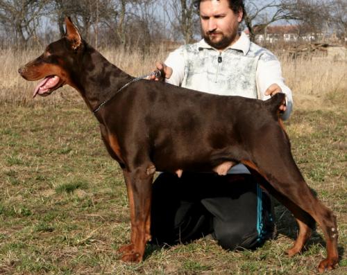 Koffee Zamolxis | Brown Doberman Pinscher