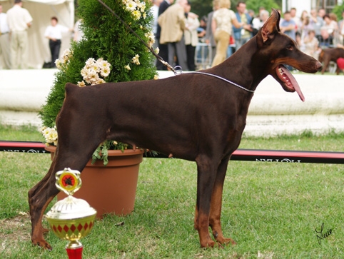 Safty dei Sauli Grimaldi | Brown Doberman Pinscher