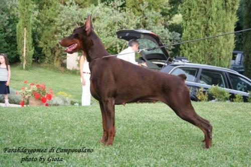 Farahdaygomez di Campovalano | Brown Doberman Pinscher