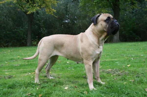 Social Giant Snowy | Bullmastiff 