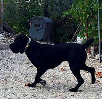 Zita di Casa Russotto | Cane Corso 