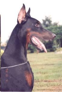 Perez Betelges | Black Doberman Pinscher