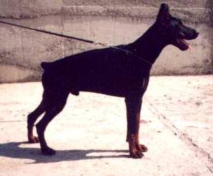 Proud Ivan Betelges | Black Doberman Pinscher