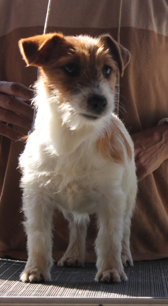 Baires JR Fairy Tale Fedora | Jack Russell Terrier 