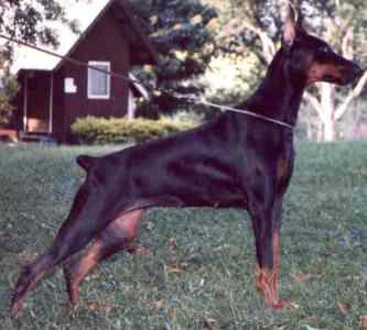 Paloma Betelges | Black Doberman Pinscher