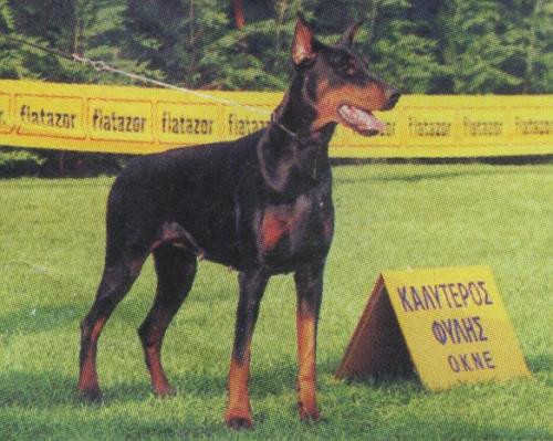 Sandra Betelges | Black Doberman Pinscher