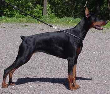 Thelma Betelges | Black Doberman Pinscher